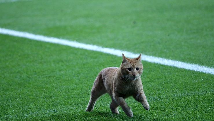 Bayern'den Beşiktaş'a "Kedi bizde" mesajı! #InternationalCatDay