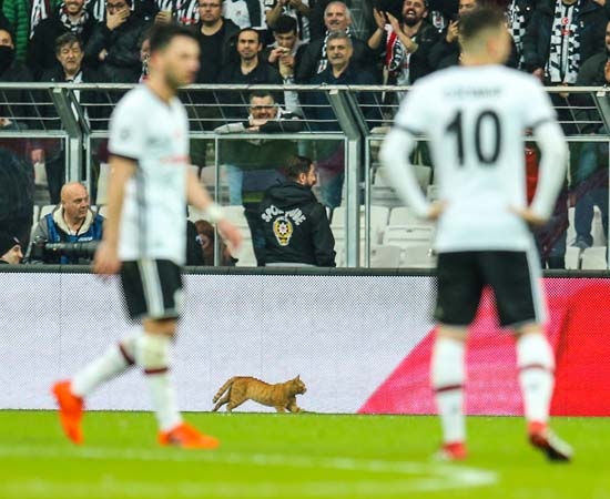 İngiliz taraftarlardan UEFA'ya 'kedi' yorumu! - Görsel 1
