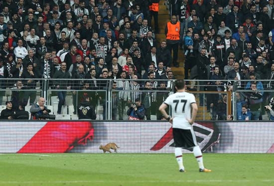 İngiliz taraftarlardan UEFA'ya 'kedi' yorumu! - Görsel 2
