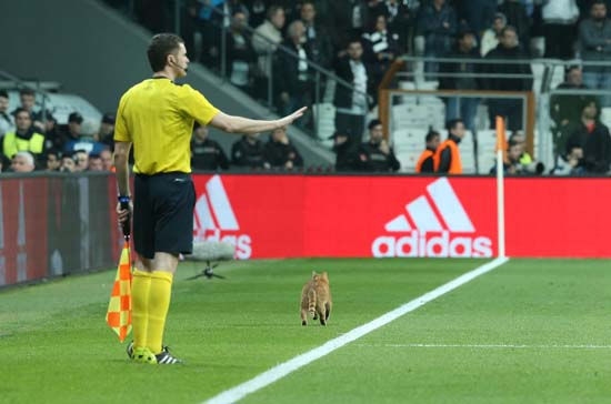 İngiliz taraftarlardan UEFA'ya 'kedi' yorumu! - Görsel 3