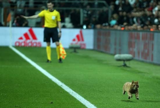 İngiliz taraftarlardan UEFA'ya 'kedi' yorumu! - Görsel 4