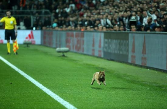 İngiliz taraftarlardan UEFA'ya 'kedi' yorumu! - Görsel 5