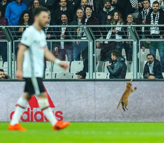 İngiliz taraftarlardan UEFA'ya 'kedi' yorumu! - Görsel 6